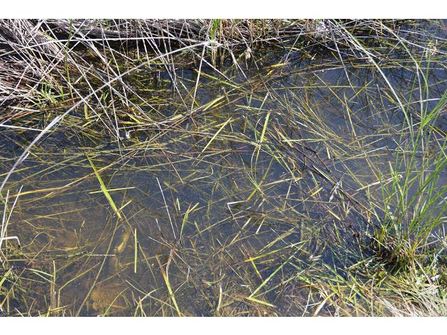 250ml AK Interactive - Still Water
