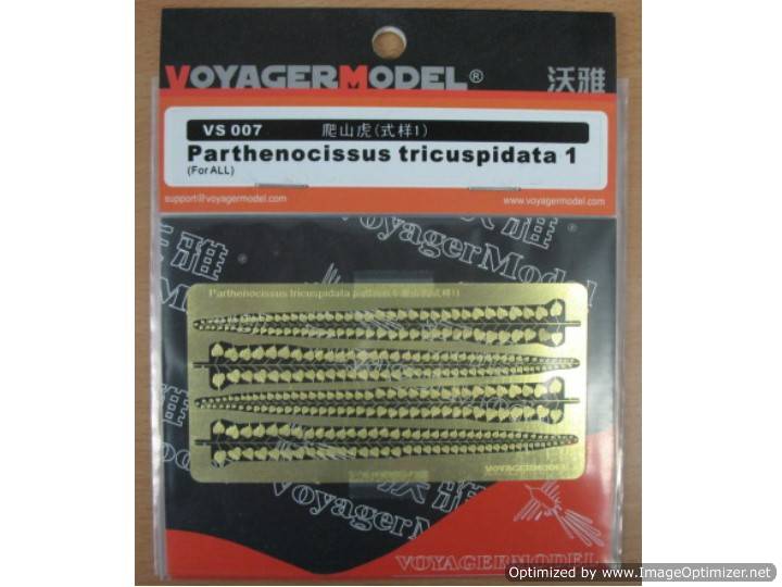 na Voyager - Parthenocissus tricuspidata 1